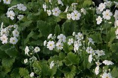 �v������ �}���R�C�f�X�@�e���������@�z���C�g�f