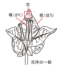 ブーゲンビリア