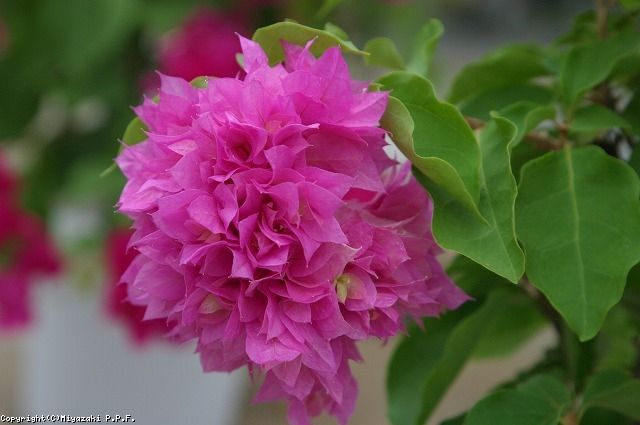 ブーゲンビリア ピンク花 斑入り葉 ブーゲンビリア ピンクレディー6号(0077) 情熱の花 観葉植物