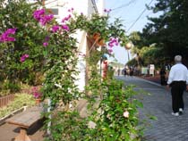 青島参道商店街